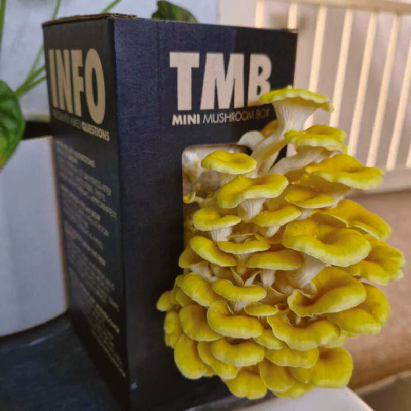 Golden Oyster 3.webp