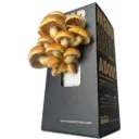 Mushroom Grow Box - Chestnut Mushrooms